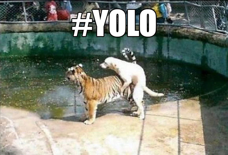 yolo-meme